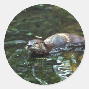 Sticker Rond Rivière Otter