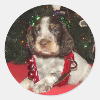 Sticker Rond Roan English Springer espagnol Noël Chiot