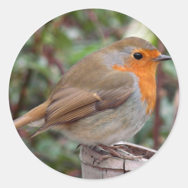 Sticker Rond Robin (Devant)