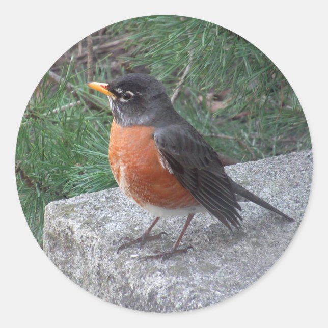 Sticker Rond Robin Photographie (Devant)