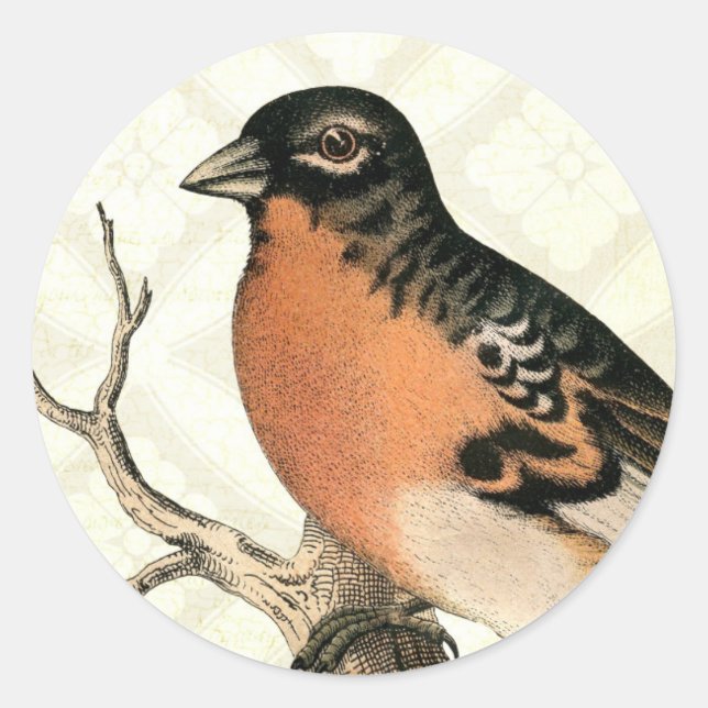 Sticker Rond Robin vintage (Devant)