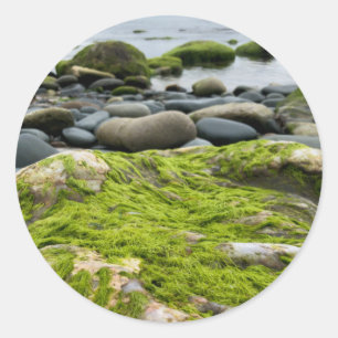 Sticker Rond Roches de mousse verte