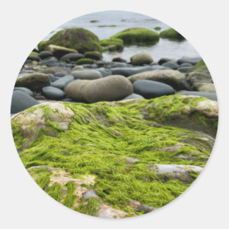 Sticker Rond Roches de mousse verte
