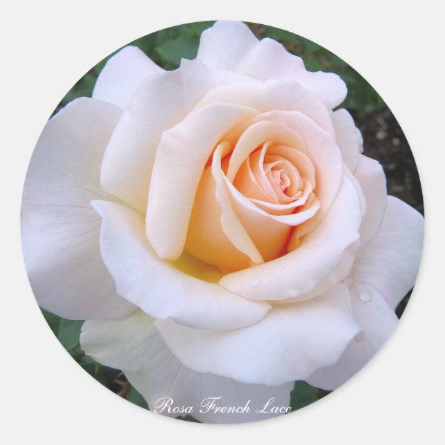 Sticker Rond Rosa French Lace：Round Seal (Devant)