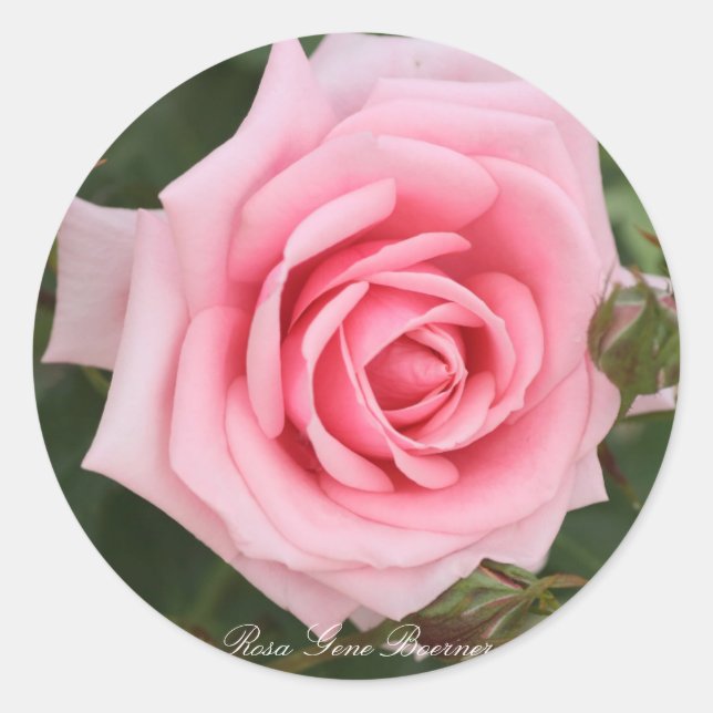 Sticker Rond Rosa Gene Boerner (Devant)