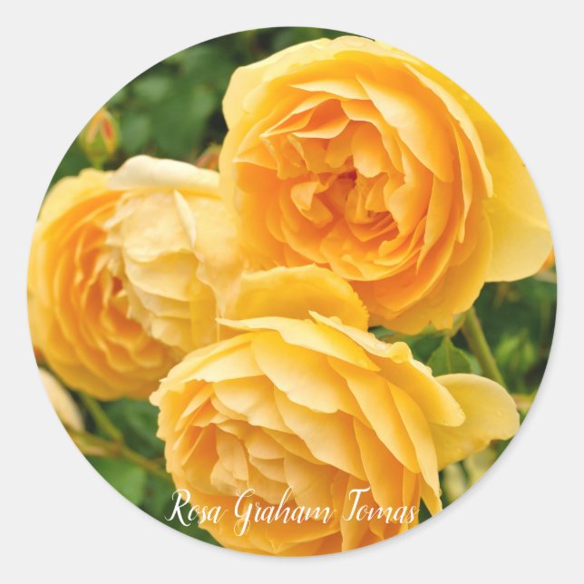 Sticker Rond Rosa Graham Tomas [Round Seal] [ン ド  ル] (Devant)