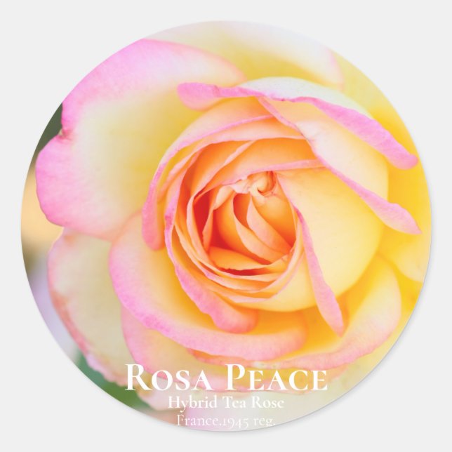 Sticker Rond Rosa Peace [Round Seal] (Devant)