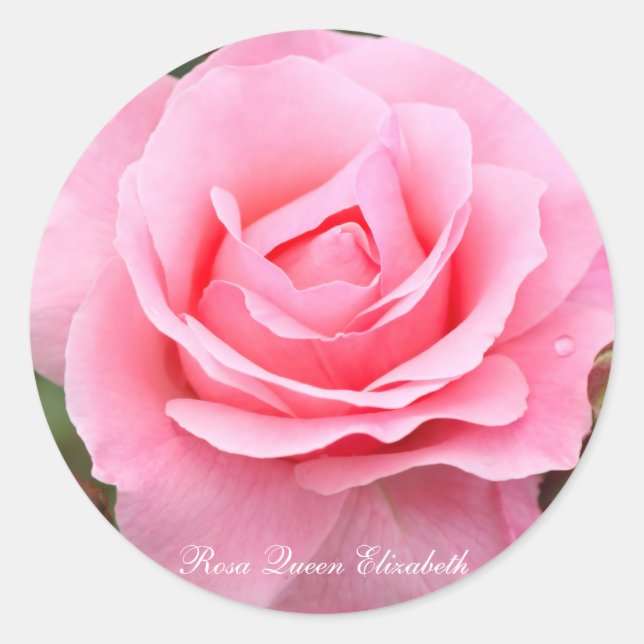 Sticker Rond Rosa Queen Elizabeth [Round Seal] ラウンドシール (Devant)