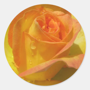 Sticker Rond Rose
