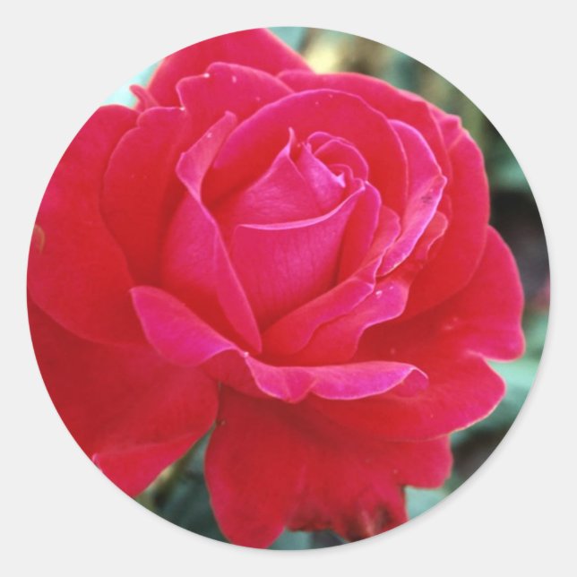 Sticker Rond Rose 258 (Devant)