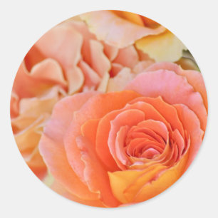 Sticker Rond Rose à thé hybride orange