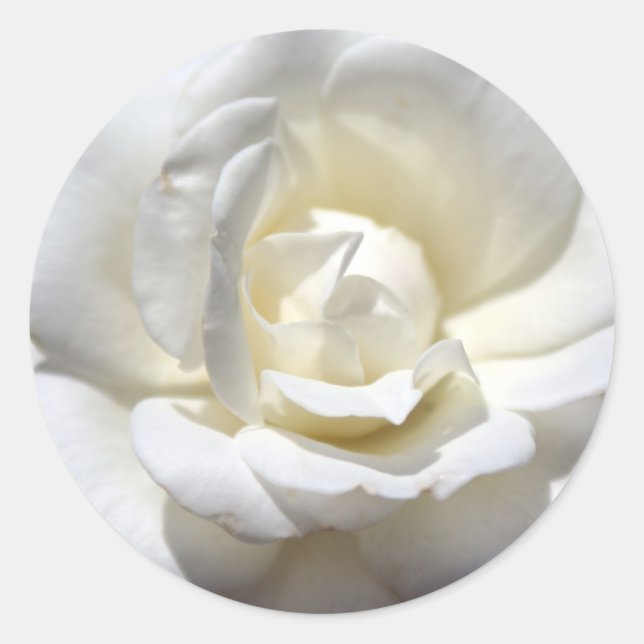 Sticker Rond Rose blanche (Devant)
