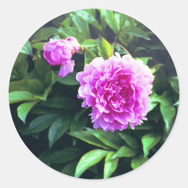Sticker Rond Rose de carnation rose Bud & Bloom (Devant)