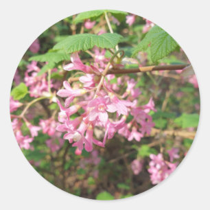 Sticker Rond Rose de Pokey dans le parc