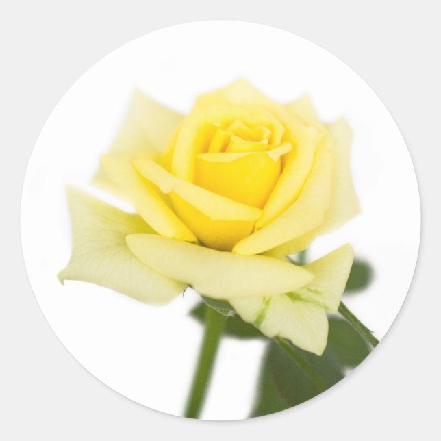 Sticker Rond Rose jaune (Devant)