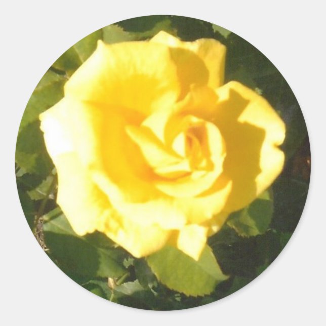 Sticker Rond Rose jaune (Devant)