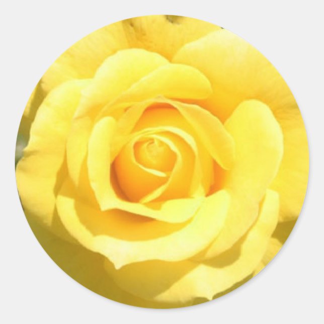 Sticker Rond Rose jaune (Devant)