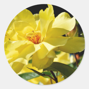Sticker Rond Rose jaune