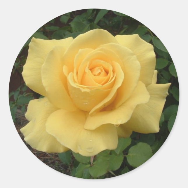 Sticker Rond Rose jaune (Devant)