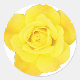 Sticker Rond Rose jaune Choisir Arrière - plan Couleur Blank Fl