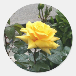 Sticker Rond Rose jaune du Texas