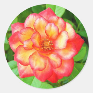 Sticker Rond Rose jaune et rouge