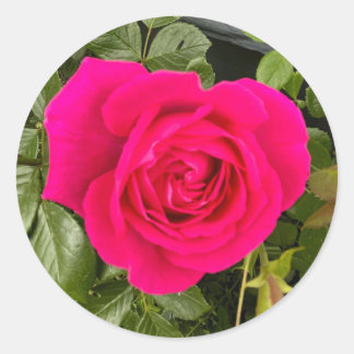 Sticker Rond Rose n°4