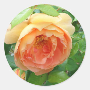 Sticker Rond Rose orange