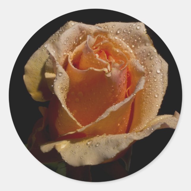 Sticker Rond Rose orange 1 (Devant)