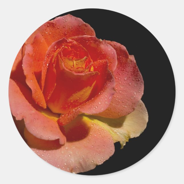 Sticker Rond Rose orange 2 (Devant)