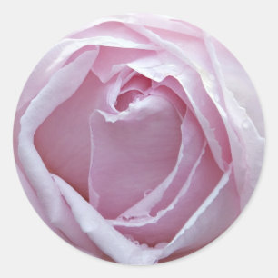 Sticker Rond Rose rose