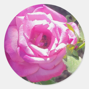 Sticker Rond Rose rose avec un chevalet d'abeilles