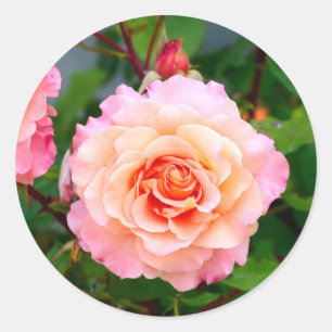 Sticker Rond Rose rose fleurs dans le jardin carte postale