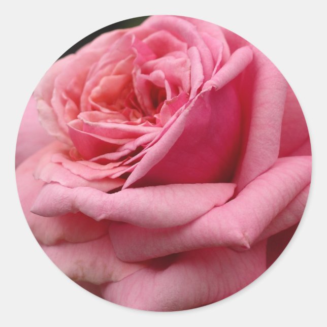 Sticker Rond Rose rose I Jolie photo florale (Devant)