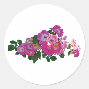 Sticker Rond Rose rose Rambler
