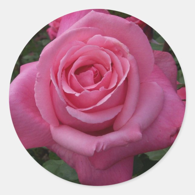Sticker Rond Rose rose rose (Devant)