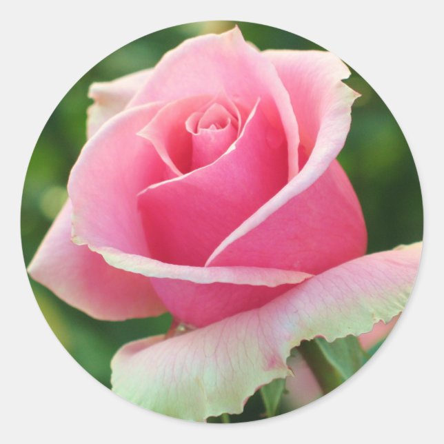 Sticker Rond Rose rose rose (Devant)