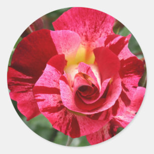 Sticker Rond Rose rouge