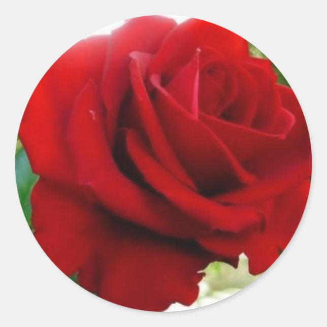 Sticker Rond Rose rouge (Devant)