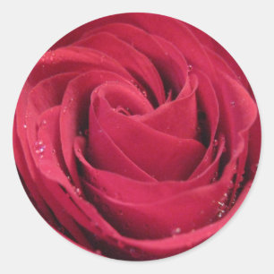 Sticker Rond Rose rouge avec des gouttelettes d'eau