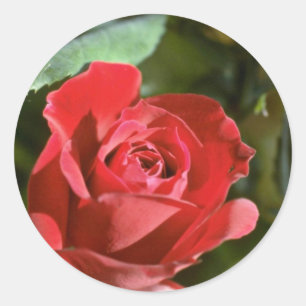 Sticker Rond Rose rouge, fleurs partiellement ouvertes
