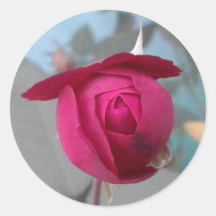 Sticker Rond Rose rouge romantique