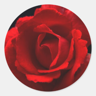 Sticker Rond Rose rouge stkcnm