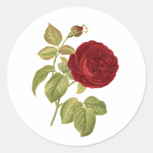 Sticker Rond Rose victorienne vintage PixDezine