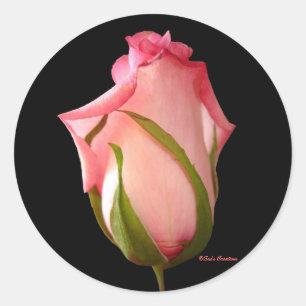 Sticker Rond Rosebud rose