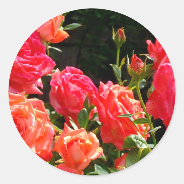 Sticker Rond Roses de corail romantique (Devant)