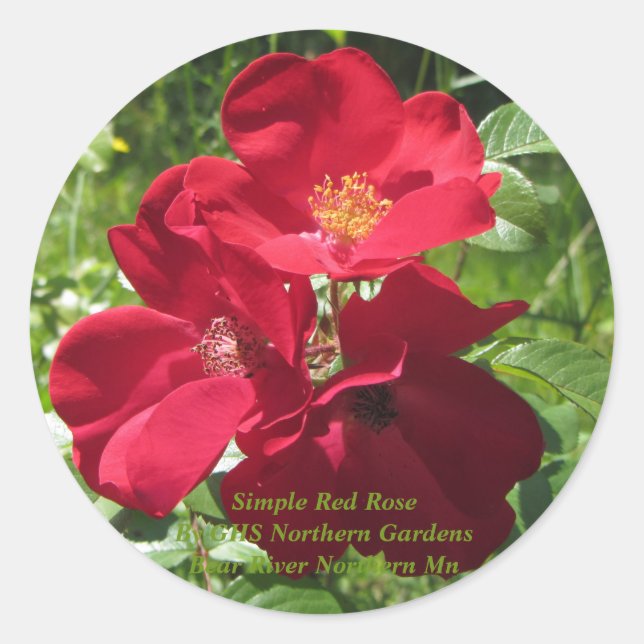 Sticker Rond Roses simples rouges (Devant)