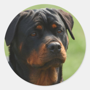 Sticker Rond Rottweiler