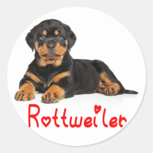 Sticker Rond Rottweiler Chien Brown et Noir Chien Rouge Amour