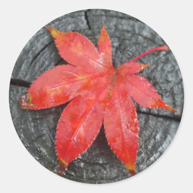 Sticker Rond Rouges Automne Rustique Rouges Maple Leaf Envelopp (Devant)